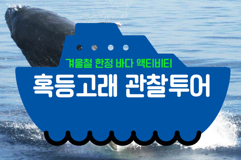 [나하出/차탄出] 혹등고래 관찰투어 - 고래를 만날확률 98% !